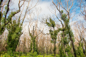 Australian bushfires aftermath: eucalyptus trees recovering after severe fire damage. Eucalyptus can survive and re-sprout from buds under their bark or from a lignotuber at the base of the tree.