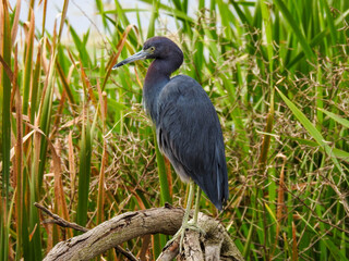 Little Blue Heron in the Florida Wetlands