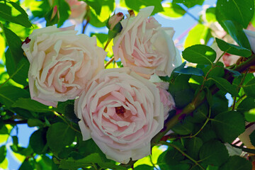 Pale pink flower of the New Dawn climbing rose