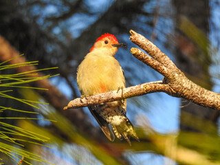 Red-bellied woodpecker in Florida