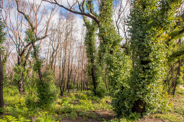 Australian bushfires aftermath: eucalyptus trees recovering after severe fire damage. Eucalyptus can survive and re-sprout from buds under their bark or from a lignotuber at the base of the tree.