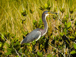 Tricolored Heron in Orlando Wetlands Park