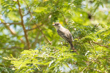 La Sagra's Flycatcher