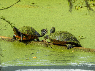 Two Florida yellow bellied sliders, covered in duckweed,  sunning themselves on a log