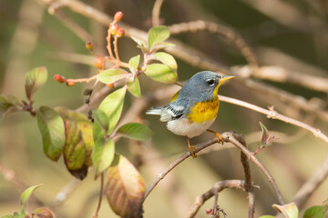 Olive-capped Warbler
