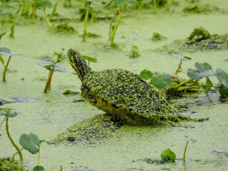 Yellow-bellied slider covered in duckweed in  Florida