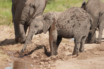 Elephant Group Amboseli - Big Five Safari Herons African bush elephant Loxodonta africana mud bathing