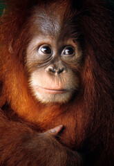  Baby boreno orangutan face close up detailed