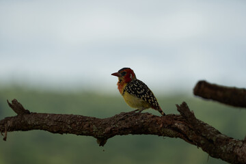 Red and yellow barbet Trachyphonus erythrocephalus Africa Portrait 