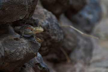 Common agama red headed rock agama or rainbow agama a lizard family Agamidae female Amboseli Kenya