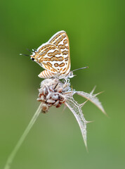 Closeup beautiful butterfly in a summer garden