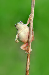 Beautiful Europaean Tree frog Hyla arborea 