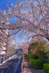 帷子川の満開の桜と街並み