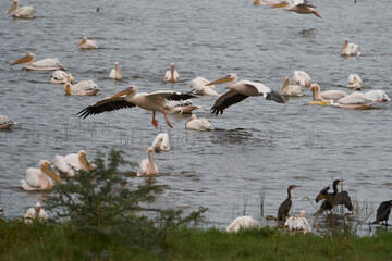 Great white pelican Pelecanus onocrotalus also known as eastern white pelican rosy pelican or white pelican Lake Africa