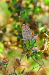 Closeup beautiful butterfly in a summer garden