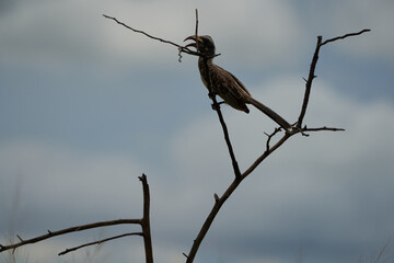  African grey hornbill Lophoceros nasutus tropical near passerine birds found in the Old World. Africa. Portrait with food insect
