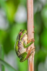 Beautiful Europaean Tree frog Hyla arborea 