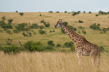 Giraffe Africa Giraffa Safari Big Five Africa