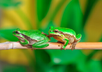 Beautiful Europaean Tree frog Hyla arborea 