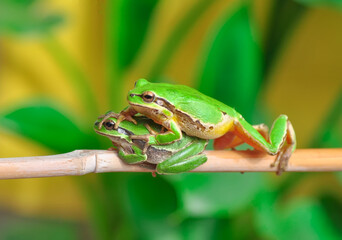 Beautiful Europaean Tree frog Hyla arborea 
