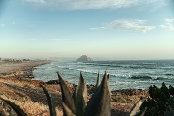 View of Morro Rock on beach with cactus plant in foreground