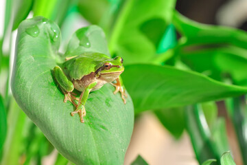 Beautiful Europaean Tree frog Hyla arborea 