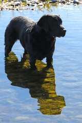 Black Labrador retriever standing in reflective water in a river