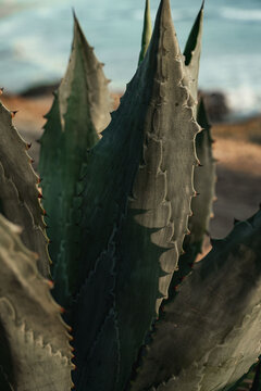 Close up of coastal cactus plant
