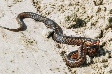 Vipera berus. Viper. A poisonous snake crawls on the sand.