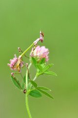 Close up of pair of Beautiful European mantis ( Mantis religiosa )