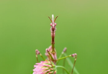 Close up of pair of Beautiful European mantis ( Mantis religiosa )