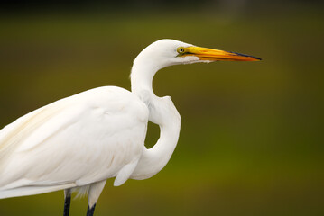 A beautiful closeup of a great heron.