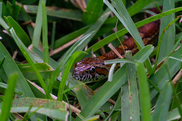 Corn Snake (Pantherophis guttatus) crawling through a backyard in Stuart, Florida, USA