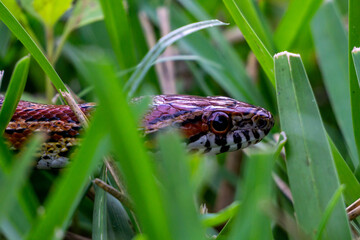 Corn Snake (Pantherophis guttatus) crawling through a backyard in Stuart, Florida, USA