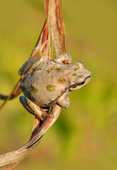 Beautiful Europaean Tree frog Hyla arborea 