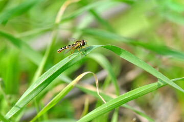 Fototapeta premium Macro shot of a hoverfly in the garden