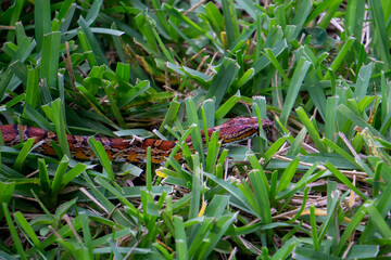 Corn Snake (Pantherophis guttatus) crawling through a backyard in Stuart, Florida, USA