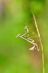 Close up of pair of Beautiful European mantis ( Mantis religiosa )