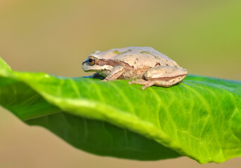 Beautiful Europaean Tree frog Hyla arborea 