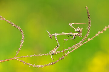 Close up of pair of Beautiful European mantis ( Mantis religiosa )