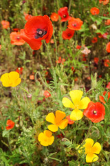 Mohnblumen & field red poppy Photographs