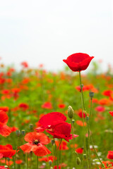 Mohnblumen & field red poppy Photographs