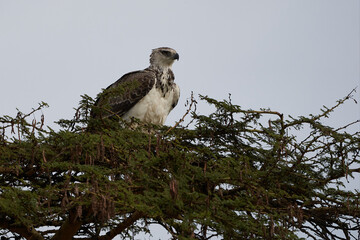 Martial eagle Polemaetus bellicosus large sub-Saharan Africa species of booted eagle subfamily Aquillinae Immature