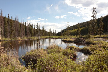 Beaver pond in a valley with reflections