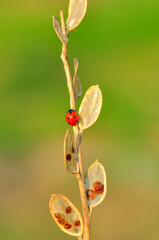 Beautiful ladybug on leaf defocused background