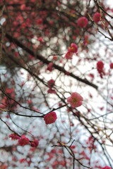 梅の花　plum’s flowers