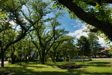 Obraz premium 夏の公園