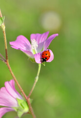 Beautiful ladybug on leaf defocused background