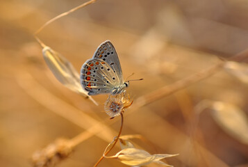 Closeup beautiful butterfly in a summer garden

