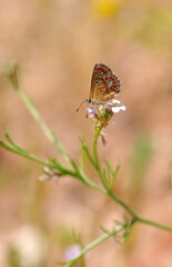 Closeup beautiful butterfly in a summer garden

